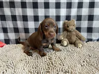 Karla, a female Miniature Dachshund for sale in Millmont, PA – Photo 6 of 6