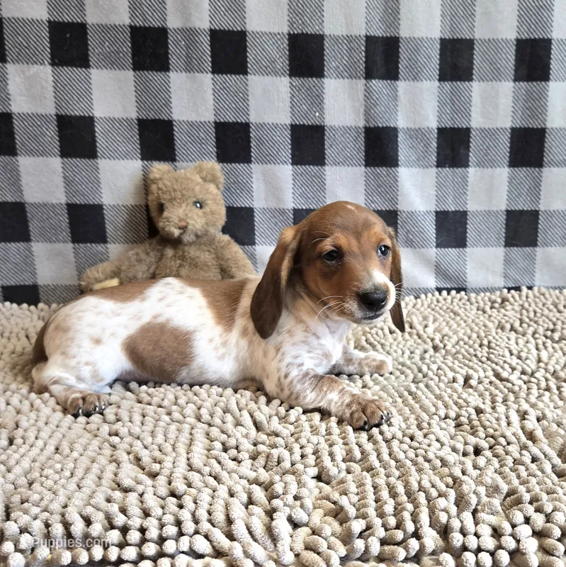 Kenny – Miniature Dachshund puppy for sale in Millmont, PA