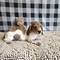 Kenny, a male Miniature Dachshund for sale in Millmont, PA – 1 of 8