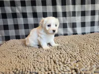 Stella, a female Bichon Frise and Coton de Tulear for sale in Millmont, PA – 3 of 6