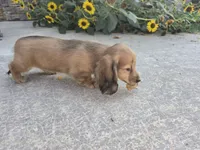 Heidi, a female Miniature Dachshund for sale in Millmont, PA – 4 of 10
