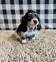 Nathan, a male Miniature Dachshund for sale in Millmont, PA – 2 of 5