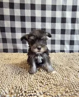 Sally, a female Miniature Schnauzer for sale in Millmont, PA – 3 of 7