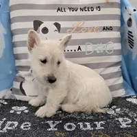 Vincent, a male Scottish Terrier for sale in Millmont, PA – Photo 2 of 4