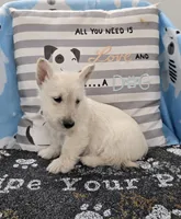 Vincent, a male Scottish Terrier for sale in Millmont, PA – Photo 2 of 4