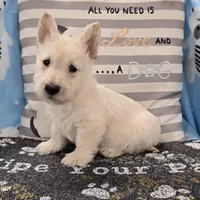 Vincent, a male Scottish Terrier for sale in Millmont, PA – Photo 1 of 4