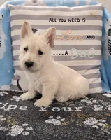Vincent, a male Scottish Terrier for sale in Millmont, PA – Photo 1 of 4