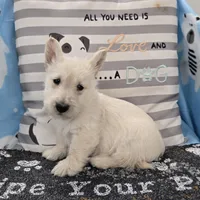 Vincent, a male Scottish Terrier for sale in Millmont, PA – Photo 3 of 4