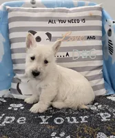 Vincent, a male Scottish Terrier for sale in Millmont, PA – Photo 3 of 4