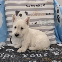Vincent, a male Scottish Terrier for sale in Millmont, PA – Photo 4 of 4