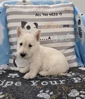 Vincent, a male Scottish Terrier for sale in Millmont, PA – Photo 4 of 4