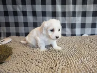 Stan, a male Bichon Frise and Coton de Tulear for sale in Millmont, PA – 5 of 6
