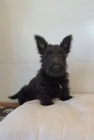 Morris, a male Scottish Terrier for sale in Millmont, PA – 7 of 10
