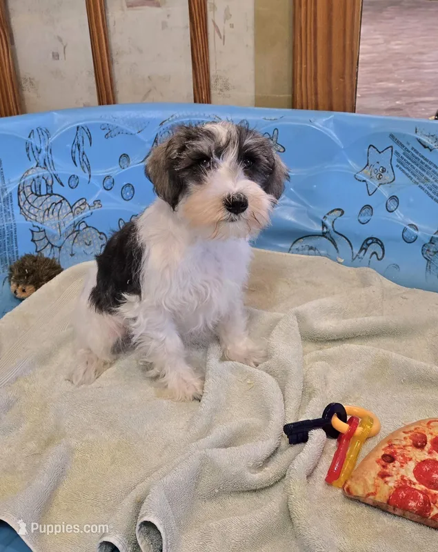 Scoobie – Miniature Schnauzer puppy for sale in Millmont, PA