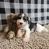 Scoobie, a male Miniature Schnauzer for sale in Millmont, PA – Photo 4 of 4