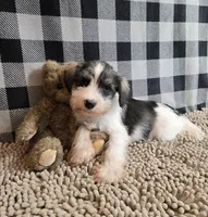 Scoobie, a male Miniature Schnauzer for sale in Millmont, PA – Photo 4 of 4