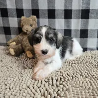 Scoobie, a male Miniature Schnauzer for sale in Millmont, PA – Photo 2 of 4