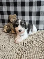 Scoobie, a male Miniature Schnauzer for sale in Millmont, PA – Photo 2 of 4