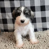 Scoobie, a male Miniature Schnauzer for sale in Millmont, PA – Photo 3 of 4