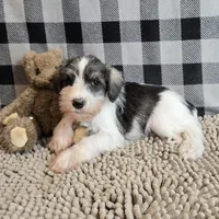 Scoobie, a male Miniature Schnauzer for sale in Millmont, PA – Photo 1 of 4