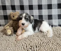 Scoobie, a male Miniature Schnauzer for sale in Millmont, PA – Photo 1 of 4
