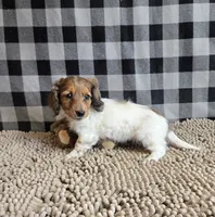 Kelly, a female Miniature Dachshund for sale in Millmont, PA – 10 of 10
