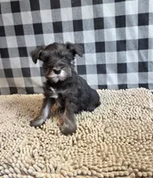 Sam, a male Miniature Schnauzer for sale in Millmont, PA – 7 of 8