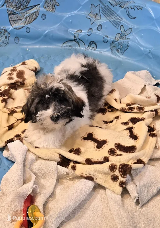Javon, a male Havanese for sale in Millmont, PA – Photo 1 of 5