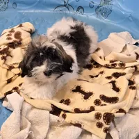 Javon, a male Havanese for sale in Millmont, PA – Photo 1 of 5