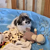 Javon, a male Havanese for sale in Millmont, PA – Photo 4 of 5