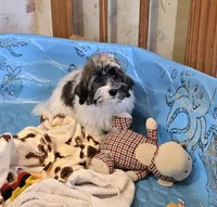 Javon, a male Havanese for sale in Millmont, PA – Photo 4 of 5