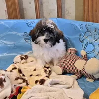 Javon, a male Havanese for sale in Millmont, PA – Photo 2 of 5