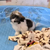 Javon, a male Havanese for sale in Millmont, PA – Photo 5 of 5