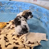 Javon, a male Havanese for sale in Millmont, PA – Photo 3 of 5