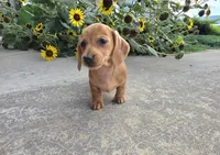Holly, a female Miniature Dachshund for sale in Millmont, PA – 2 of 8