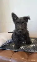 Murrey, a male Scottish Terrier for sale in Millmont, PA – 1 of 10