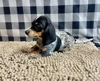 Nettie, a female Miniature Dachshund for sale in Millmont, PA – 2 of 6