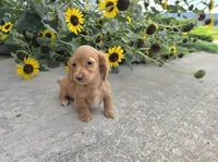 Hope, a female Miniature Dachshund for sale in Millmont, PA – 2 of 8