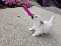 Parker, a male West Highland White Terrier for sale in Millmont, PA – 6 of 8