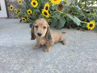 Heidi, a female Miniature Dachshund for sale in Millmont, PA – 7 of 10