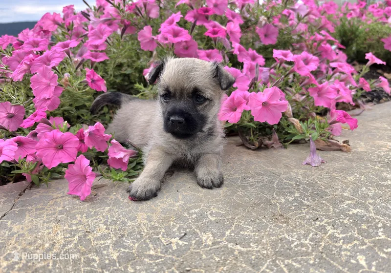 Julie – Cairn Terrier puppy for sale in Millmont, PA