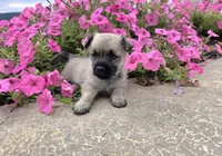 Julie, a female Cairn Terrier for sale in Millmont, PA – 1 of 8
