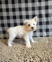 Seth, a male Miniature Schnauzer for sale in Millmont, PA – 2 of 4