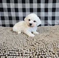 Benji, a male Bichon Frise for sale in Millmont, PA – Photo 4 of 7