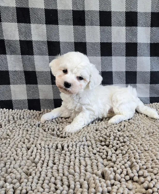 Benji – Bichon Frise puppy for sale in Millmont, PA