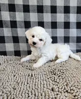 Benji, a male Bichon Frise for sale in Millmont, PA – Photo 1 of 7