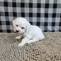 Benji, a male Bichon Frise for sale in Millmont, PA – Photo 2 of 7
