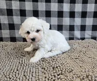Benji, a male Bichon Frise for sale in Millmont, PA – Photo 6 of 7