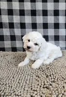 Benji, a male Bichon Frise for sale in Millmont, PA – Photo 5 of 7