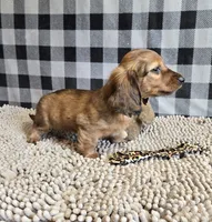 Basil, a male Miniature Dachshund for sale in Millmont, PA – 5 of 7